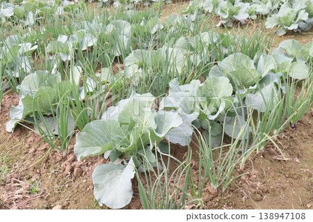 Onion and cabbage on farm for harvest Onion and cabbage on farm for harvest 138947108