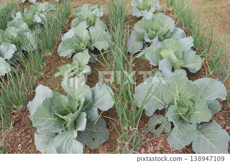 Onion and cabbage on farm for harvest Onion and cabbage on farm for harvest 138947109