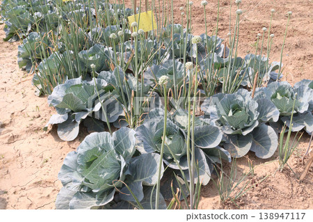 Onion and cabbage on farm for harvest Onion and cabbage on farm for harvest 138947117