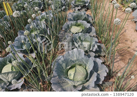 Onion and cabbage on farm for harvest Onion and cabbage on farm for harvest 138947120