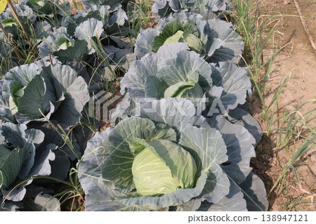 Onion and cabbage on farm for harvest Onion and cabbage on farm for harvest 138947121