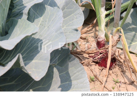 Onion and cabbage on farm for harvest Onion and cabbage on farm for harvest 138947125