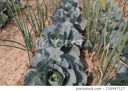 Onion and cabbage on farm for harvest Onion and cabbage on farm for harvest 138947127