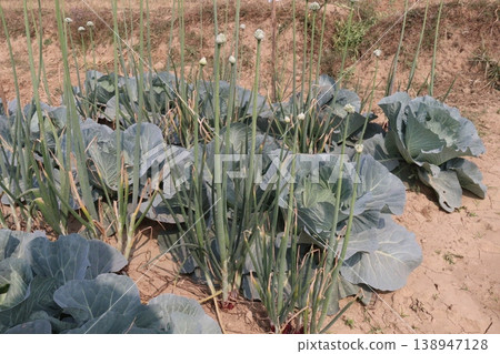 Onion and cabbage on farm for harvest Onion and cabbage on farm for harvest 138947128