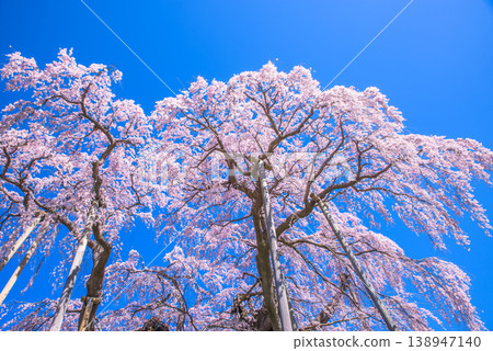 Miharu Takizakura: One of Japan's Five Great Cherry Trees, and one of Japan's Top 100 Cherry Blossom Viewing Spots. 138947140