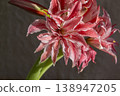 Hippeastrum amaryllis Doublet close-up. Large blooming flower red white color. Blooming flower with red petals on green stem with green leaves. Decorative houseplant. Inflorescence blossoming flower 138947205