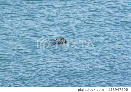 Two wild sea otters swimming in the ocean 138947206