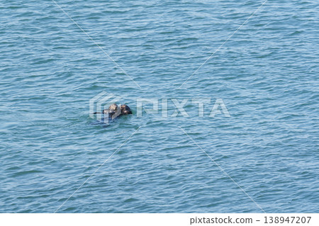 Two wild sea otters swimming in the ocean Two wild sea otters swimming in the ocean 138947207
