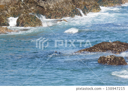 兩隻野生海獺在海裡游泳 兩隻野生海獺在海裡游泳 138947215