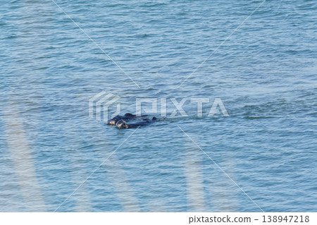 Two wild sea otters swimming in the ocean Two wild sea otters swimming in the ocean 138947218