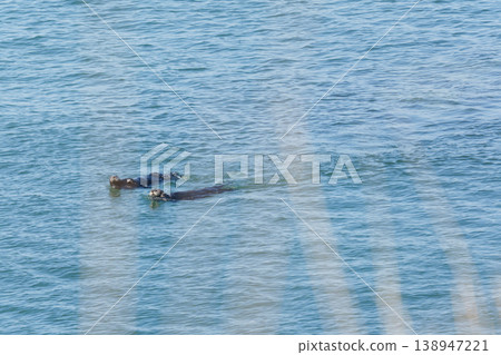 兩隻野生海獺在海裡游泳 兩隻野生海獺在海裡游泳 138947221