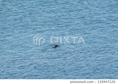 兩隻野生海獺在海裡游泳 138947226