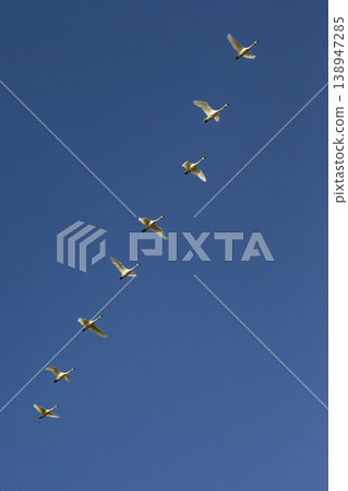 Swans migrating north 138947285