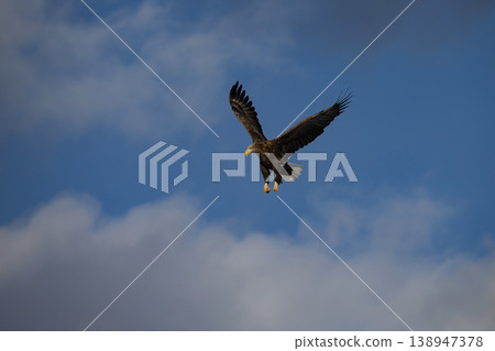 White-tailed eagle searching for prey White-tailed eagle searching for prey 138947378