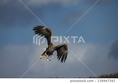 White-tailed eagle searching for prey 138947391