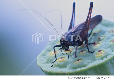 Brown grasshopper Brown grasshopper 138947432