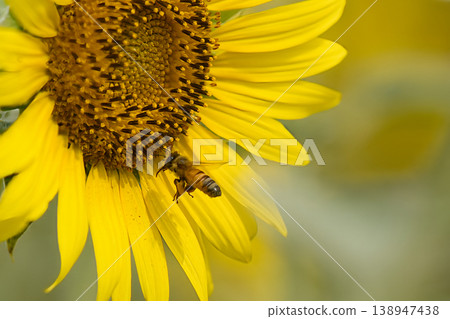 Honeybees sucking sunflower nectar Honeybees sucking sunflower nectar 138947438