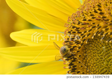 In search of sunflower nectar In search of sunflower nectar 138947439