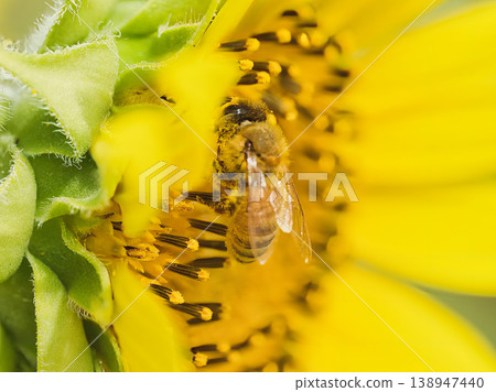 Honeybee collecting pollen 138947440