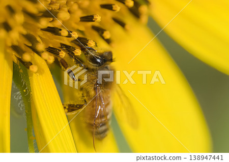 Honeybees sucking sunflower nectar Honeybees sucking sunflower nectar 138947441