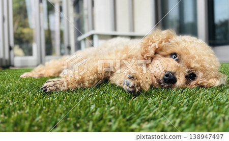 一隻玩具貴賓犬躺在草地上 一隻玩具貴賓犬躺在草地上 138947497