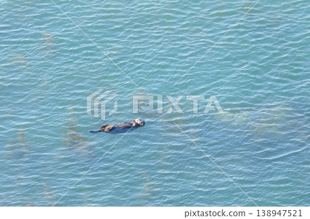 野生海獺漂浮在海洋中 138947521