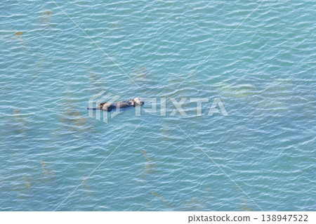 Wild sea otters floating in the ocean Wild sea otters floating in the ocean 138947522