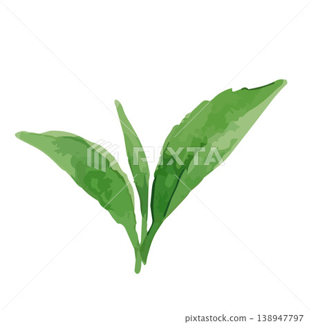 Watercolor-style illustration of tea leaves Watercolor-style illustration of tea leaves 138947797