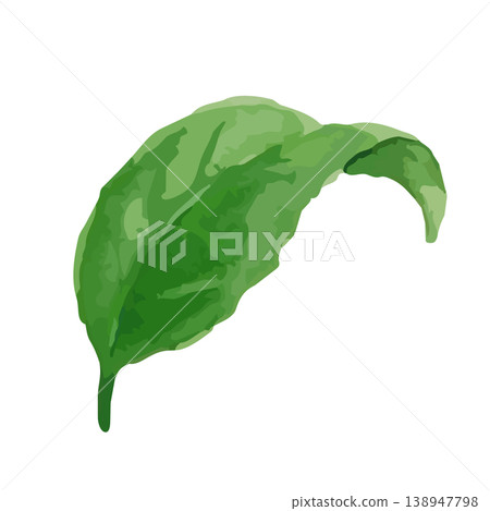 Watercolor-style illustration of tea leaves Watercolor-style illustration of tea leaves 138947798