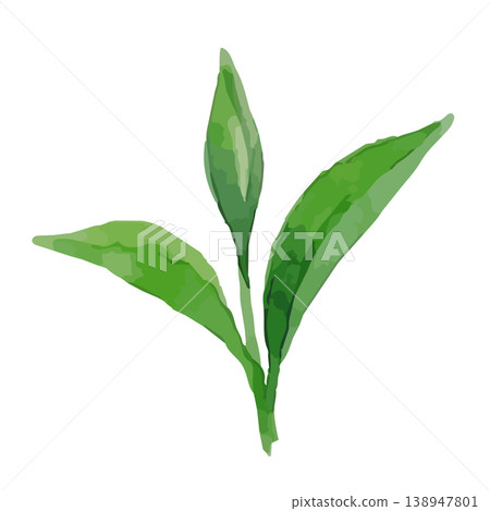 Watercolor-style illustration of tea leaves Watercolor-style illustration of tea leaves 138947801