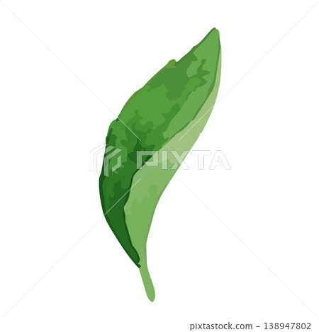 Watercolor-style illustration of tea leaves Watercolor-style illustration of tea leaves 138947802