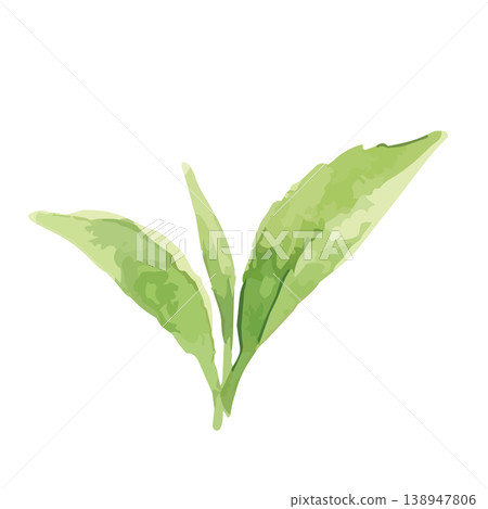 Watercolor-style illustration of tea leaves Watercolor-style illustration of tea leaves 138947806