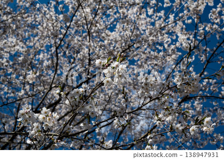 Cherry blossoms close-up Cherry blossoms close-up 138947931