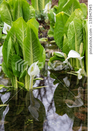 大沼公園的水芭蕉 大沼公園的水芭蕉 138947945