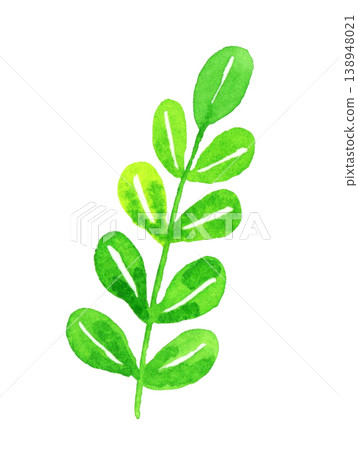 Simple and gentle green plants: Hand-drawn watercolor illustrations of plants and leaves. Simple and gentle green plants: Hand-drawn watercolor illustrations of plants and leaves. 138948021