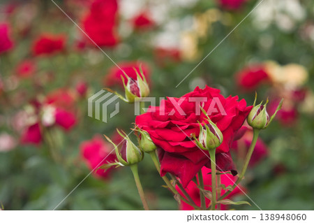 紅玫瑰 紅玫瑰 138948060