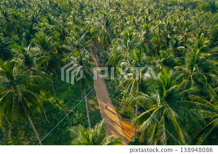 Aerial landscape view of a vast agricultural coconut plantation with a narrow road crossing the green canopy. Aerial landscape view of a vast agricultural coconut plantation with a narrow road crossing the green canopy. 138948086