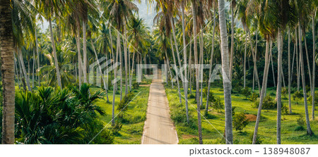 Aerial landscape view of a vast agricultural coconut plantation with a narrow road crossing the green canopy. 138948087