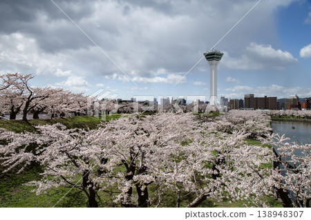 五棱郭公園的櫻花 138948307