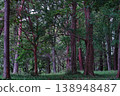 A tranquil forest landscape enveloped in fresh greenery. 138948487