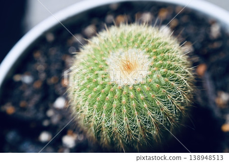 A round cactus growing in a flowerpot A round cactus growing in a flowerpot 138948513