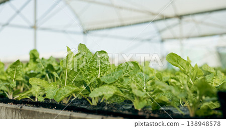 Greenhouse, agro farming and plants with growth, quality in nature and food production supply chain. Sustainable business, agriculture and vegetable development with leaves, herbs or seeds for market Greenhouse, agro farming and plants with growth, quality in nature and food production supply chain. Sustainable business, agriculture and vegetable development with leaves, herbs or seeds for market 138948578