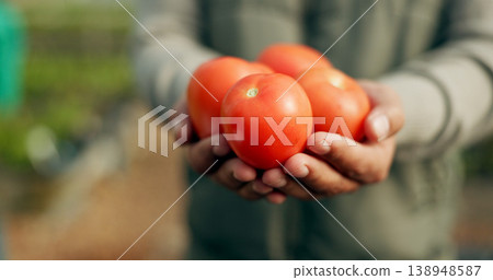 Closeup, hand and tomato for harvest in farming for agro, agribusiness or sustainable development in future growth. Person, eco friendly or plant for fresh, organic or produce for nutrition in health Closeup, hand and tomato for harvest in farming for agro, agribusiness or sustainable development in future growth. Person, eco friendly or plant for fresh, organic or produce for nutrition in health 138948587