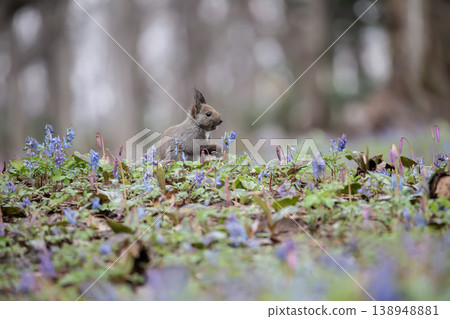 Ezoris of early spring forest Ezoris of early spring forest 138948881