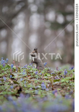 早春森林的Ezoris 138948884