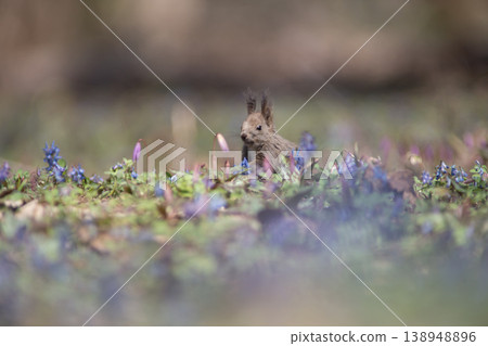 早春森林的Ezoris 138948896