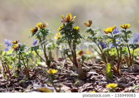 山野草林 138949063