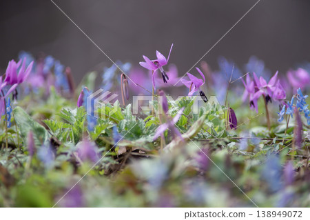 Yamano grass forest Yamano grass forest 138949072