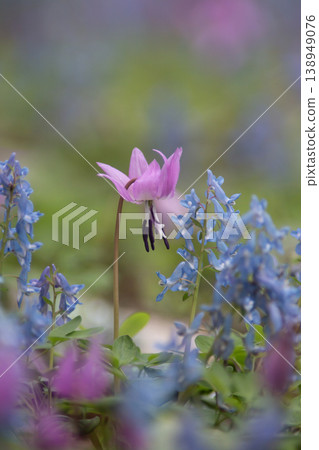 Yamano grass forest 138949076