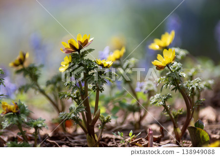Yamano grass forest 138949088